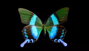 2023 Identity Fraud Study: The Butterfly Effect
